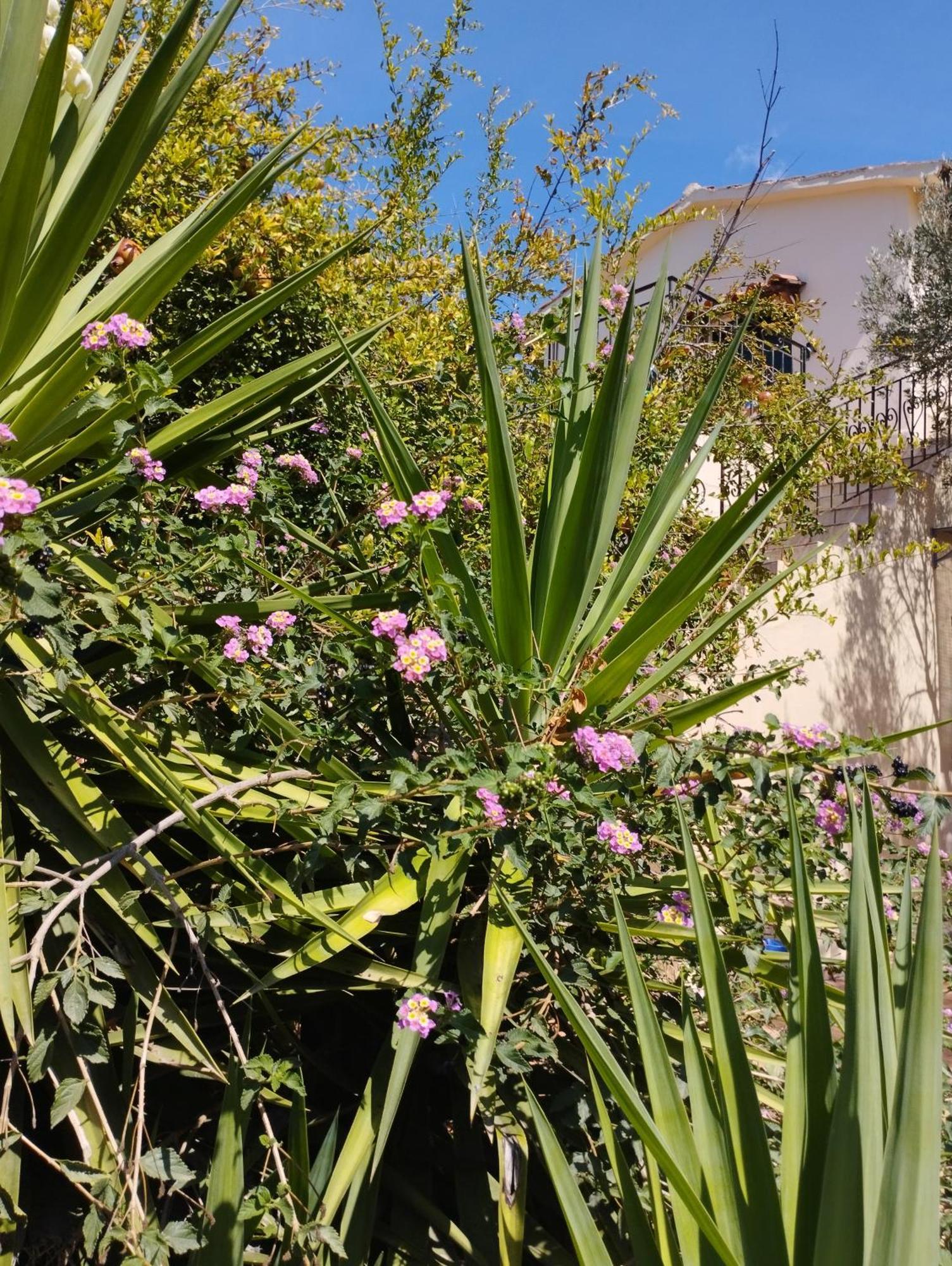 Ktima Tzamika Apartmán Episkopi-Chania